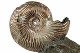Iridescent, Pyritized Ammonite (Quenstedticeras) Fossil Display #353745-1